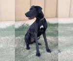Small #6 Great Dane