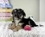 Small #4 YorkiePoo