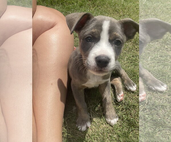 Medium Photo #5 Mutt Puppy For Sale in Ball Ground, GA, USA