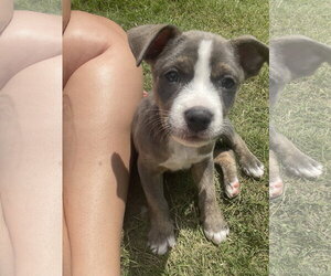Glizzy - Male Mutt Dog for Adoption - Photo #5