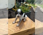 Small Photo #15 Bernedoodle-Bluetick Coonhound Mix Puppy For Sale in RINGTOWN, PA, USA