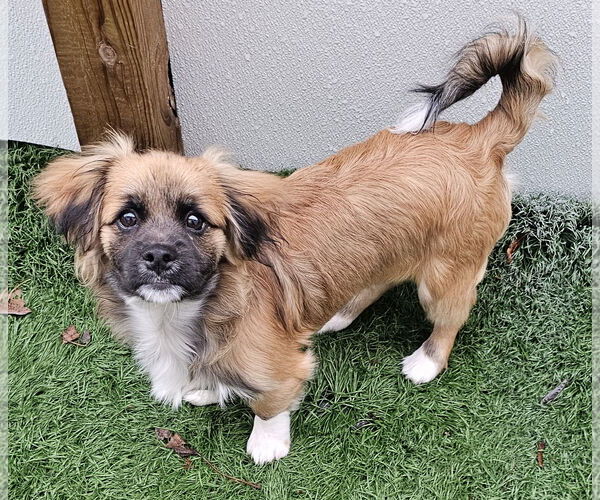 Medium Photo #2 Shiranian Puppy For Sale in Oakhurst, NJ, USA