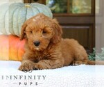 Small #3 Goldendoodle (Miniature)