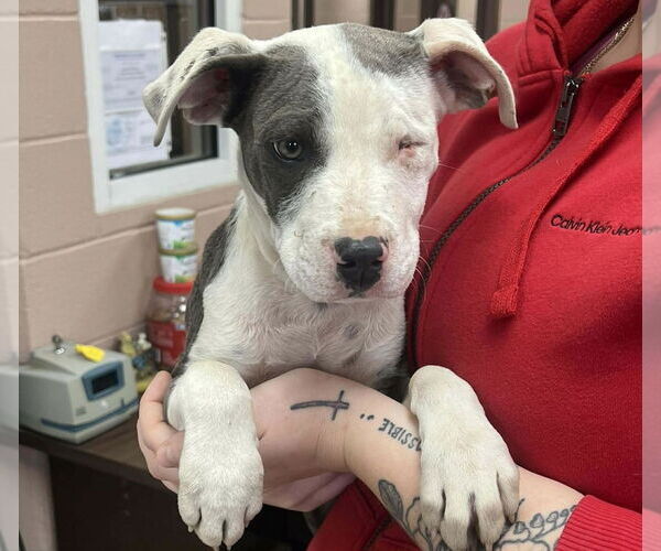 Medium Photo #1 American Pit Bull Terrier-American Staffordshire Terrier Mix Puppy For Sale in Chester, VA, USA