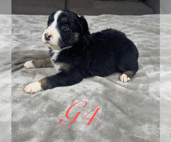 Medium Photo #44 Australian Shepherd Puppy For Sale in SALISBURY, NC, USA