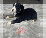 Small Photo #44 Australian Shepherd Puppy For Sale in SALISBURY, NC, USA