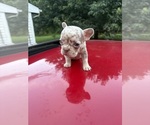 Small #2 French Bulldog