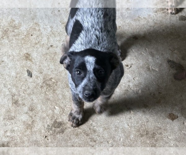 Medium Photo #2 Australian Cattle Dog Puppy For Sale in LONE ROCK, WI, USA