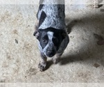Small #1 Australian Cattle Dog