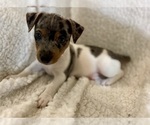 Small Photo #18 Jack Russell Terrier Puppy For Sale in FORT PIERCE, FL, USA