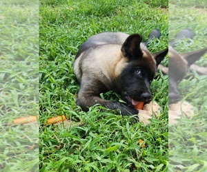 Akita Puppy for sale in MEM, TN, USA