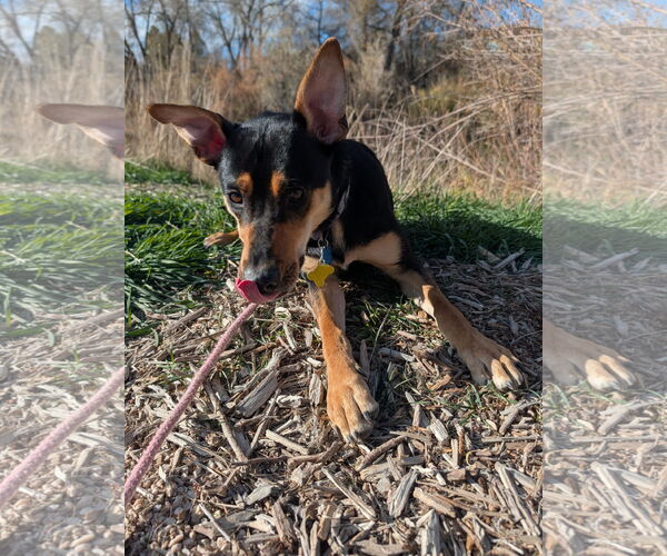 Medium Photo #10 Rottweiler-Unknown Mix Puppy For Sale in Sandy, UT, USA