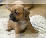 Small #6 American Bullnese-French Bulldog Mix