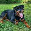 Small Photo #1 Rottweiler Puppy For Sale in EUBANK, KY, USA