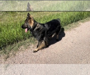 German Shepherd Dog Puppy for Sale in PEYTON, Colorado USA