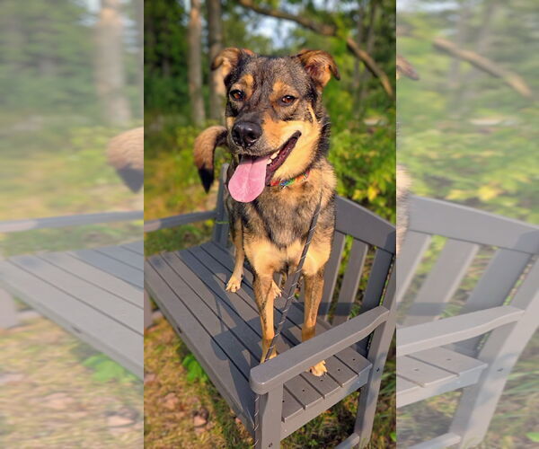 Medium Photo #5 Mutt Puppy For Sale in Rockaway, NJ, USA
