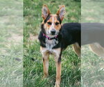 Small #8 Welsh Corgi Mix