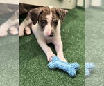 Small #5 Catahoula Leopard Dog-Labrador Retriever Mix