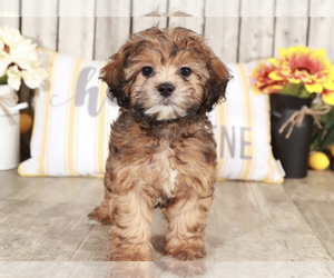 ShihPoo Puppy for sale in MOUNT VERNON, OH, USA