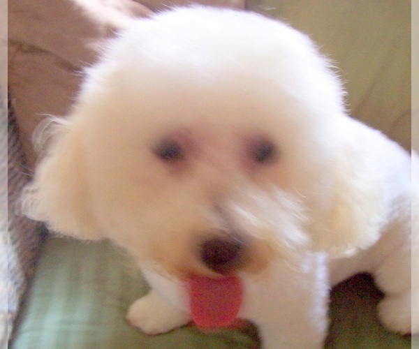 Medium Photo #1 Zuchon Puppy For Sale in INGLESIDE, TX, USA