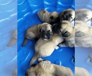 Kangal Dog Puppy for sale in DOVER, FL, USA