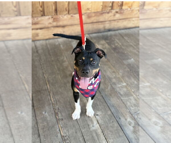 Medium Photo #10 Rat Terrier-Unknown Mix Puppy For Sale in Euless, TX, USA