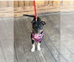 Small #9 Rat Terrier Mix