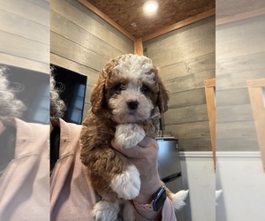 Bernedoodle (Miniature) Puppy for sale in PAXTON, IL, USA