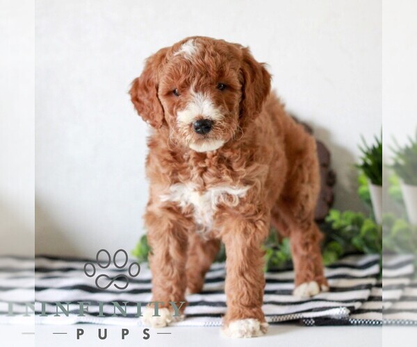 Medium Photo #1 Goldendoodle (Miniature) Puppy For Sale in LITITZ, PA, USA