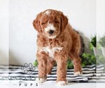 Small Goldendoodle (Miniature)