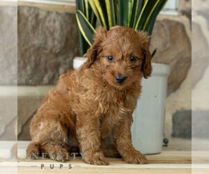 Goldendoodle (Miniature) Puppy for sale in EAST EARL, PA, USA