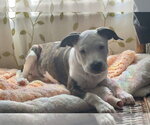 Small #1 Mutt