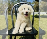 Small Photo #10 Great Pyrenees Puppy For Sale in OCALA, FL, USA