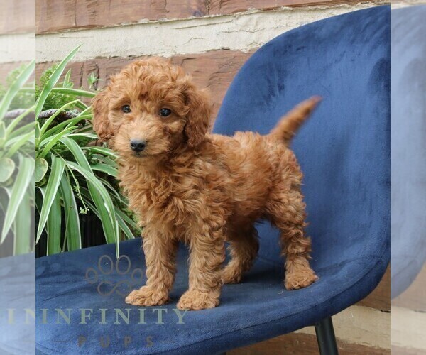 Medium Photo #1 Goldendoodle (Miniature) Puppy For Sale in NARVON, PA, USA