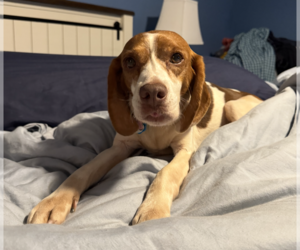Beagle Dogs for adoption in Tampa, FL, USA