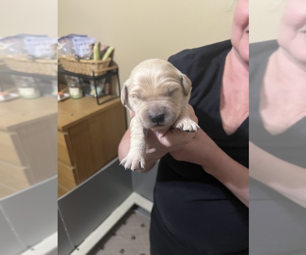 Medium Photo #4 Golden Retriever Puppy For Sale in PEORIA, AZ, USA