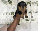 Small Photo #10 Rottweiler Puppy For Sale in FORT WORTH, TX, USA