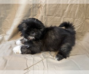 Shih Tzu Puppy for sale in CRITTENDEN, KY, USA