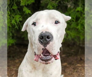 Dogo Argentino Dogs for adoption in Albuquerque, NM, USA