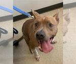 Small American Pit Bull Terrier Mix