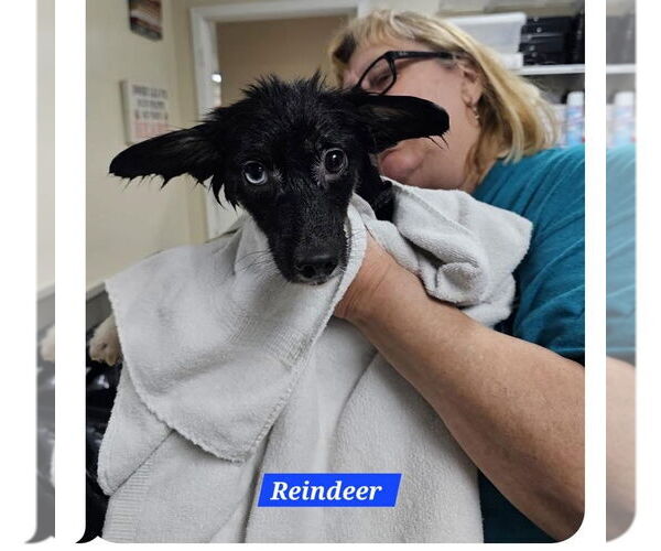 Medium Photo #2 Mutt Puppy For Sale in Metairie, LA, USA