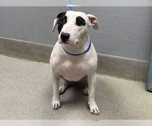 Bull Terrier-Unknown Mix Dogs for adoption in Las Vegas, NV, USA
