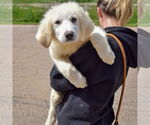 Small #3 Great Pyrenees
