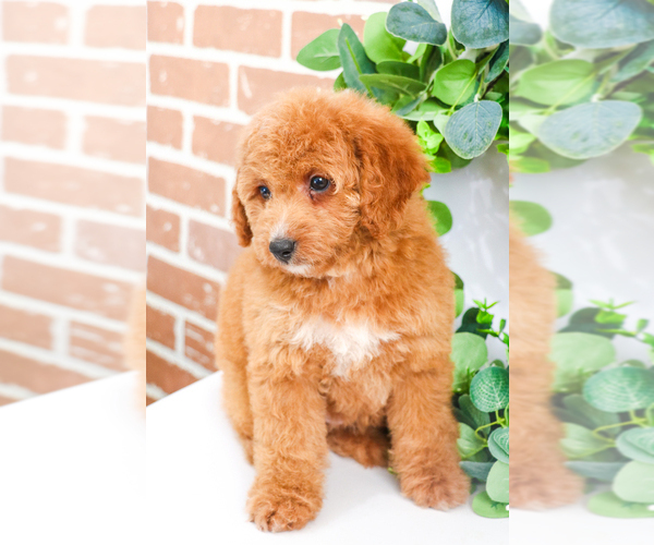 Medium Photo #15 Goldendoodle Puppy For Sale in SYRACUSE, IN, USA
