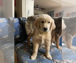 Small Photo #4 Golden Retriever Puppy For Sale in HUNTSVILLE, AL, USA