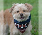 Small #3 Norfolk Terrier Mix