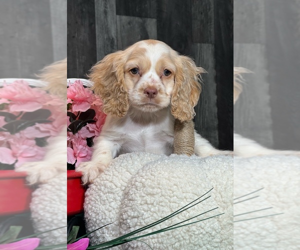 Medium Photo #4 Cocker Spaniel Puppy For Sale in CANOGA, NY, USA
