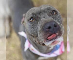 American Staffordshire Terrier-Unknown Mix Dogs for adoption in San Antonio, TX, USA