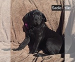 Image preview for Ad Listing. Nickname: Sadie
