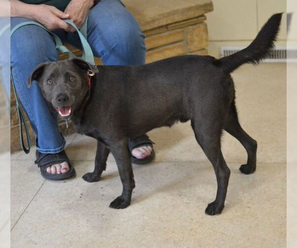 Medium Photo #3 Labrador Retriever-Unknown Mix Puppy For Sale in Germanton, TN, USA